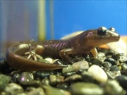 エゾサンショウウオ画像