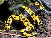 キオビヤドクガエル画像