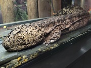 オオサンショウウオ画像