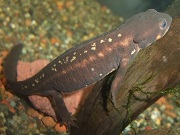 シリケンイモリ画像