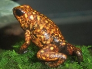 シルバーティクスヤドクガエル画像