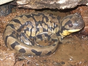 タイガーサラマンダ画像