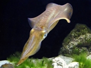 アオリイカ画像