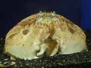 メガネカラッパ画像