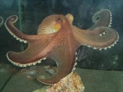 メジロダコ画像