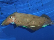 モンゴウイカ画像