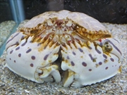 トウフカラッパ画像