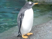 ジェンツーペンギン