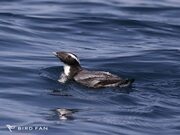 カンムリウメスズメ画像