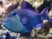 アカモンガラ画像