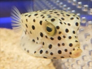 ミナミハコフグ画像