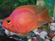 パロットファイヤーシグリット画像