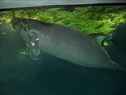 アフリカマナティー画像