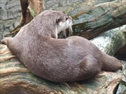 コツメカワウソ画像