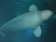 シロイルカ画像