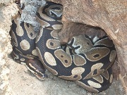 ボールパイソン画像