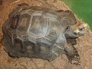 ビルマムツアシガメ画像