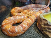 コーンスネイク画像