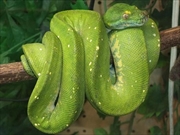 グリーンパイソン画像