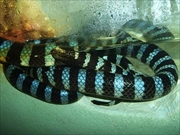 ヒロオウミヘビ画像