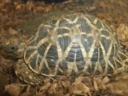 ヒョウモンリクガメ画像