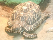 インドホシガメ画像