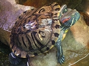 ミシシッピアカミミガメ