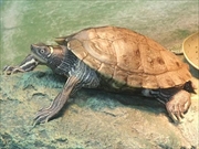 ミシシッピチズガメ画像